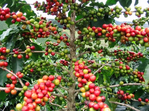 Coffee in harvest 