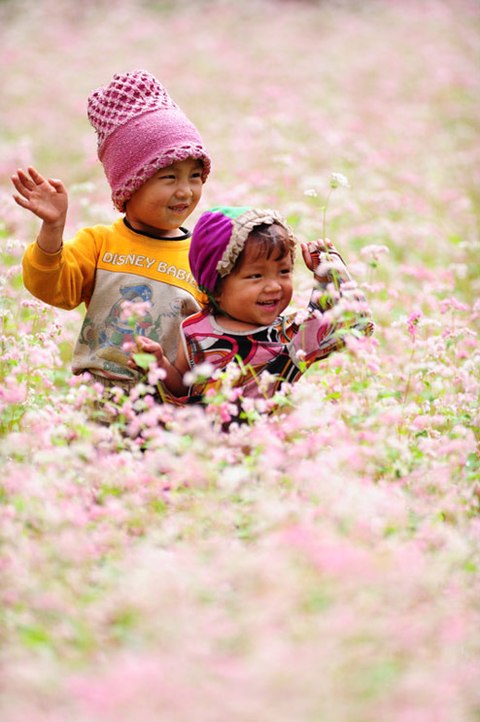 The higland children are playing in flower field
