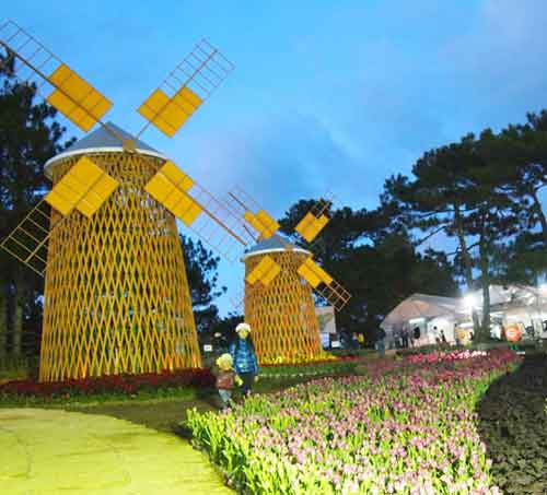 Colorful flowers are displayed in flower festival