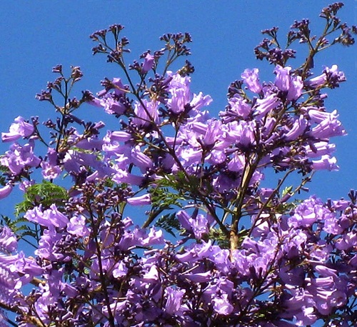 Figure of flamboyant flower in Da Lat city