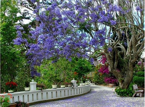 Flamboyant flower is grown in park