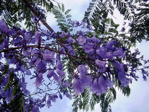 Flamboyant flower in clusters