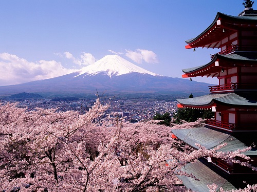 Fuji mountain and cherry blossom