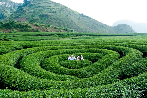 Tea valley in Moc Chau