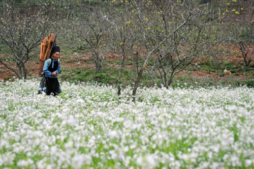 A woman in a Moc Chau’s flowery field