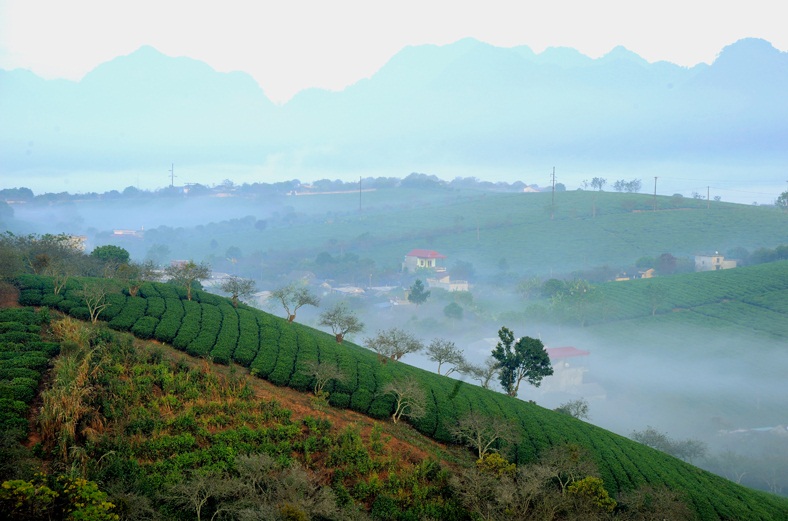 Moc Chau’s scenery in the winter