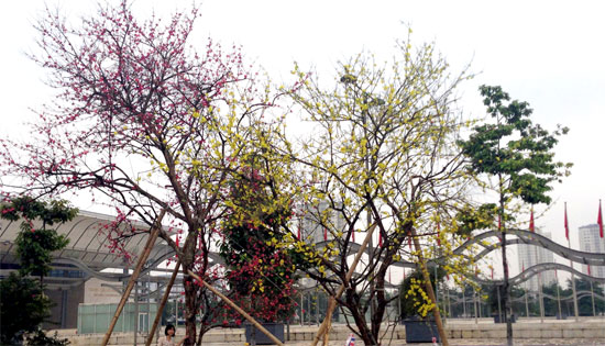 Peach and apricot trees get Vietnam record