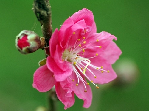 Peach blossom in Ha Noi