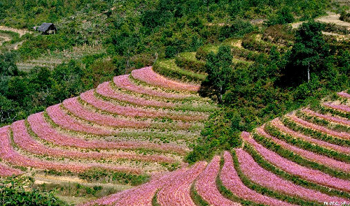 Tam giac mach-flower field