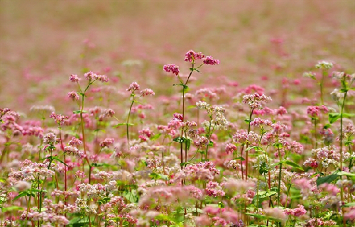 A special flower in the north Vietnam highland