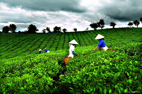 Thai Nguyen tea plantation 