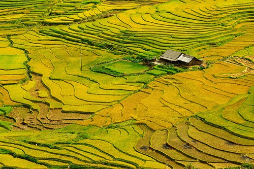 Terrace in Lao Cai province