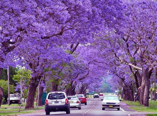 The beauty of Jacaranda Mimosifolia