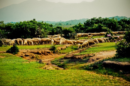 The flock of sheep in Nam Cuong sandy hill