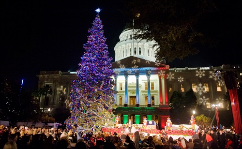 The pine tree at Christmas