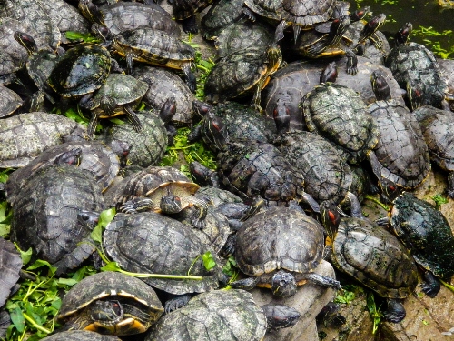 Turtles in Ngoc Hoang pagoda