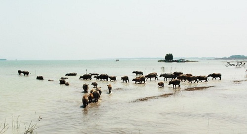 Water buffalo in Dau Tieng Lake